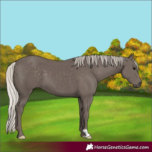 Horse Color:Silver Black 