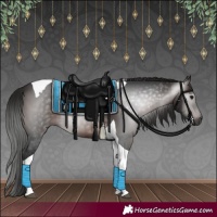Horse Color:Gray Bay Tobiano 