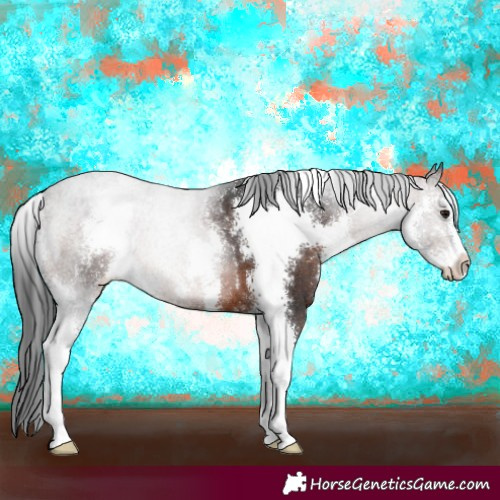 Horse Color:Brown Sabino 