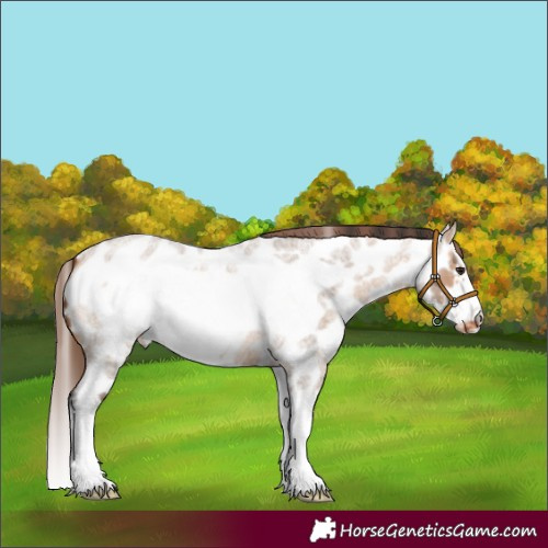 Horse Color:Bay Roan Dun Splash Frame Appaloosa 
