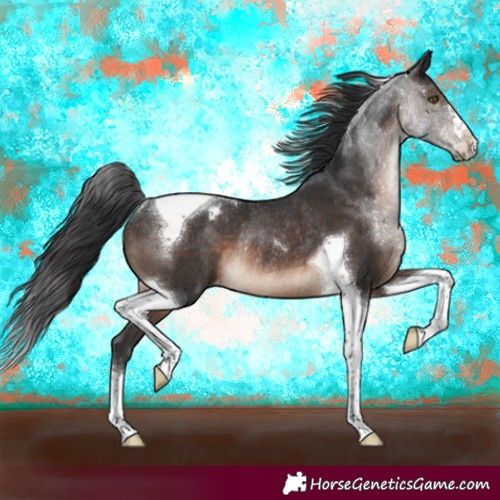 Horse Color:Brown Tobiano Appaloosa Rabicano 