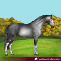 Horse Color:Gray White Spotted Liver Chestnut 