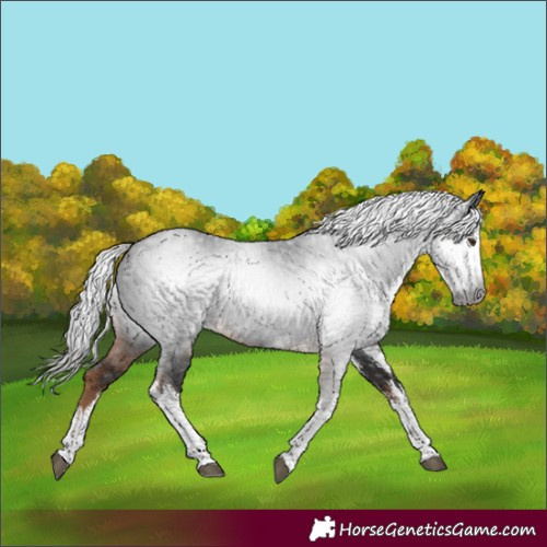 Horse Color:Gray White Spotted Liver Chestnut 
