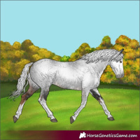 Horse Color:Gray White Spotted Liver Chestnut 