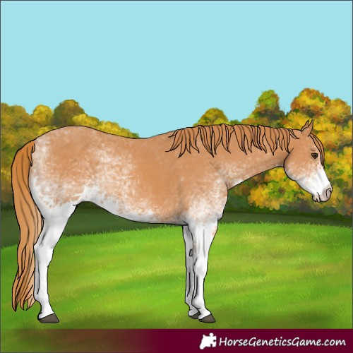 Horse Color:White Spotted Chestnut 