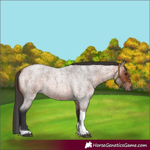 Horse Color:Bay Roan Tobiano Rabicano