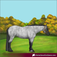 Horse Color:Blue Roan Rabicano 