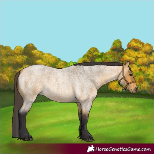 Horse Color:Buckskin Roan Rabicano