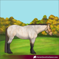 Horse Color:Buckskin Roan Rabicano