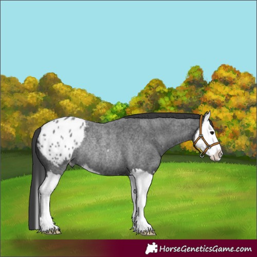 Horse Color:Blue Roan Sabino Splash Appaloosa Rabicano 