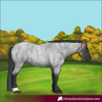Horse Color:Blue Roan Rabicano 