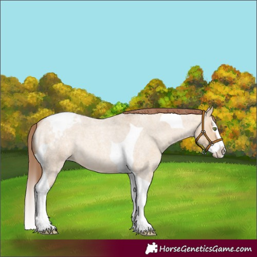 Horse Color:Amber Champagne Roan Dun Splash Tobiano Appaloosa Rabicano 