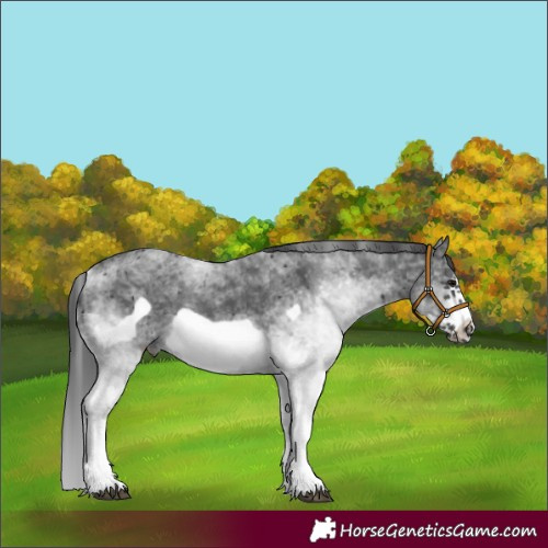 Horse Color:White Spotted Black Frame Rabicano 