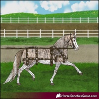Horse Color:Liver Red Roan Sabino Splash  and Chocolate Palomino Roan Pearl Sabino Splash 