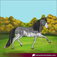 Horse Color:Blue Roan Sabino Splash  and Blue Roan Sabino Splash 