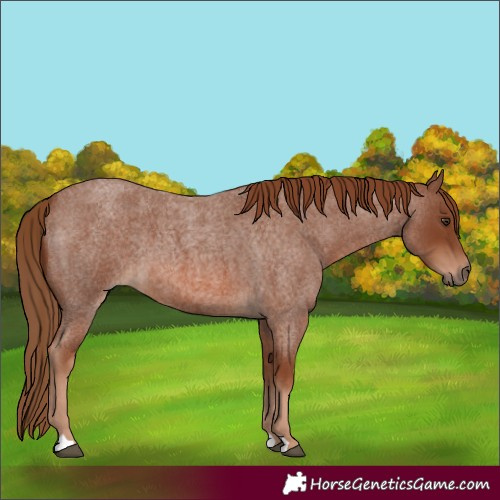 Horse Color:Red Roan 
