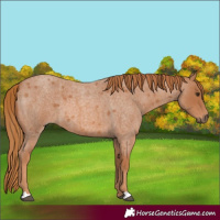 Horse Color:Red Roan 