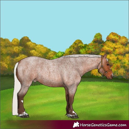 Horse Color:Silver Brown Roan Rabicano 