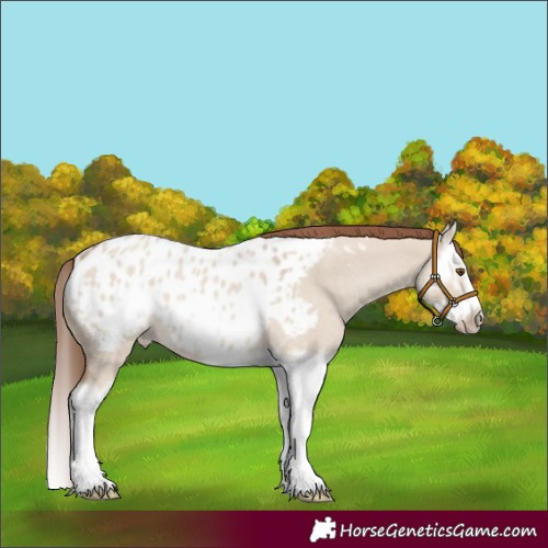 Horse Color:Classic Champagne Roan Dun Splash Frame Appaloosa Rabicano 