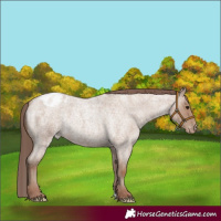 Horse Color:Classic Champagne Roan Varnish Rabicano