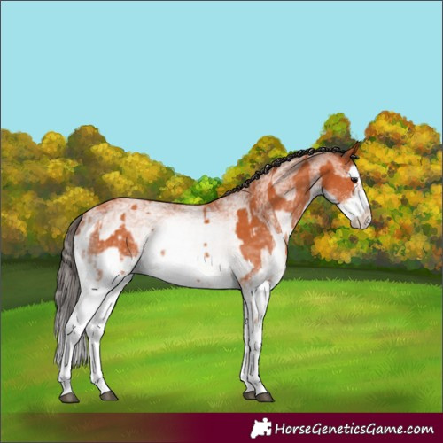 Horse Color:White Spotted Bay Splash and White Spotted Bay Splash