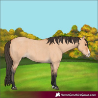 Horse Color:Bay Roan Dun Splash 