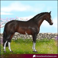 Horse Color:Gray White Spotted Bay 
