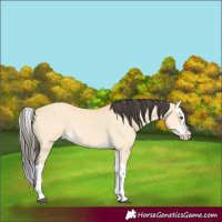 Horse Color:Buckskin Dun Splash