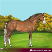 Horse Color:Chocolate Palomino Splash 