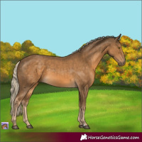 Horse Color:Chocolate Palomino 