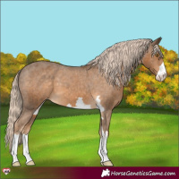 Horse Color:Chocolate Palomino Appaloosa 