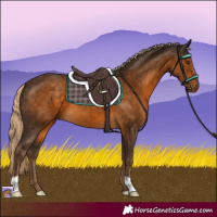 Horse Color:Chocolate Palomino 