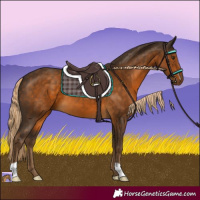 Horse Color:Chocolate Palomino 