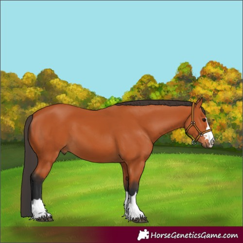 Horse Color:Bay 