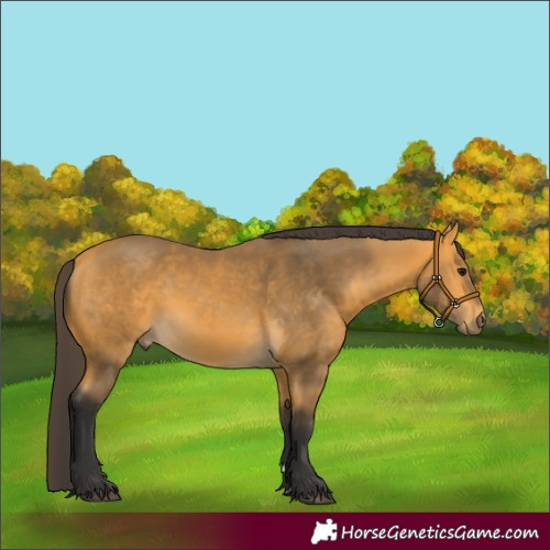Horse Color:Buckskin 