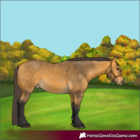 Horse Color:Buckskin 