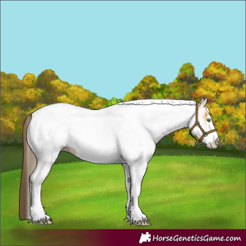 Horse Color:White Spotted Amber Cream Champagne 