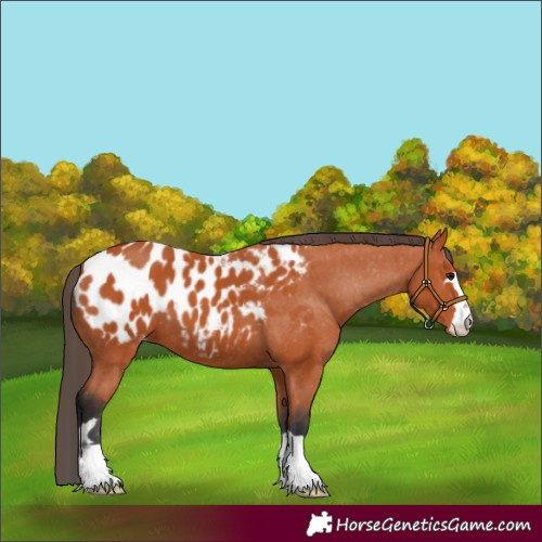 Horse Color:Bay Appaloosa 