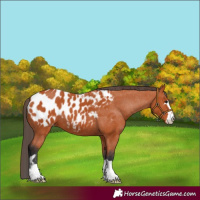 Horse Color:Bay Appaloosa 