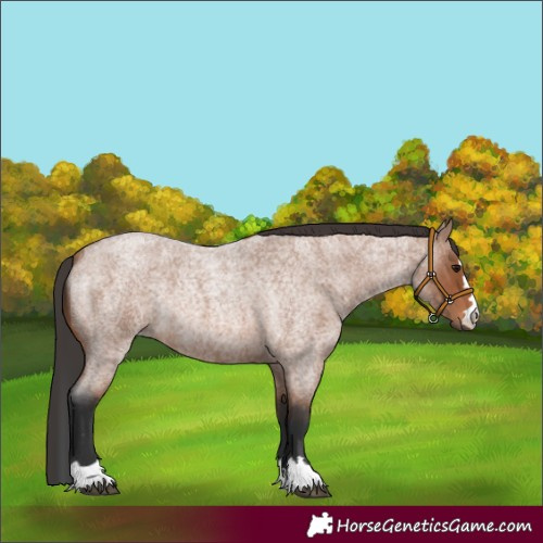 Horse Color:Bay Roan Rabicano 