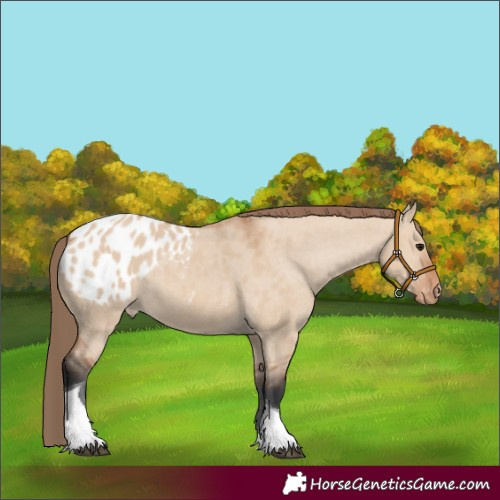 Horse Color:Bay Dun Tobiano Blanket Rabicano 