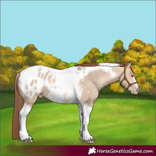 Horse Color:Amber Champagne Dun Tobiano Frame Blanket Rabicano 
