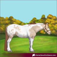 Horse Color:Amber Champagne Dun Tobiano Frame Blanket Rabicano 