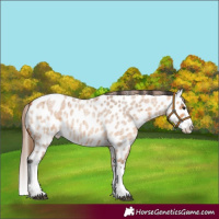 Horse Color:Bay Roan Dun Splash Leopard Rabicano 