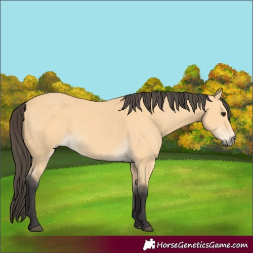 Horse Color:Buckskin 