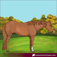 Horse Color:Chestnut 