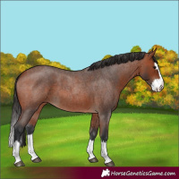Horse Color:Bay Roan Splash