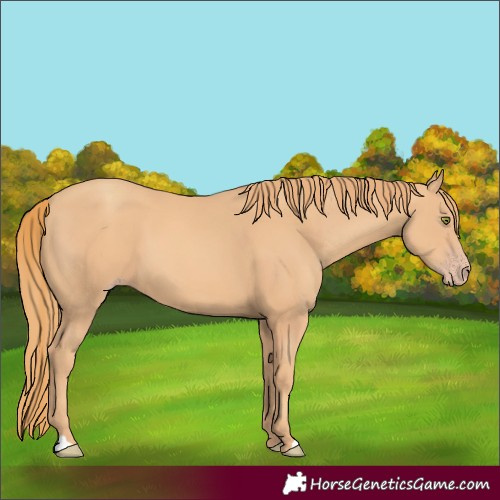 Horse Color:Gold Champagne 