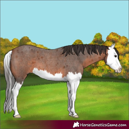 Horse Color:Bay Roan Splash 