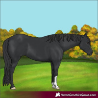 Horse Color:Black 